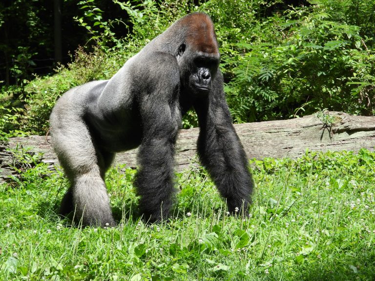 Meet the Mountain Gorillas Virtually Via My Gorilla Family App