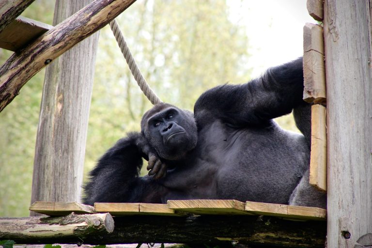 GorillaGram: Using Instagram to Protect Mountain Gorillas